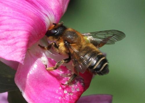 Megachile willughbiella
